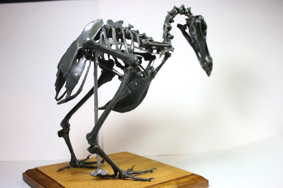 【受注生産】【高さ約21cm】 ドードーの縮小全身骨格模型【Dodo Squelette】 8枚目の画像