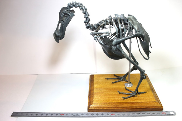 【受注生産】【高さ約21cm】 ドードーの縮小全身骨格模型【Dodo Squelette】 10枚目の画像