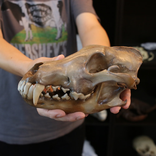 ニホンオオカミ 原寸大頭骨模型 その他置物 アンフィ合同会社