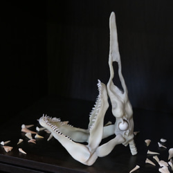 【受注生産】 ミツクリザメ　頭骨模型　【深海魚】 1枚目の画像