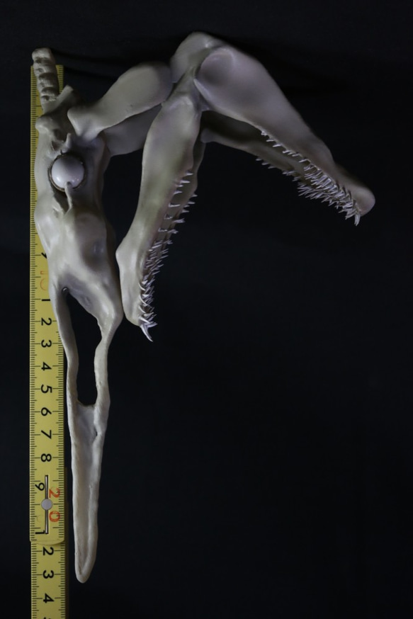 【受注生産】 ミツクリザメ　頭骨模型　【深海魚】 5枚目の画像