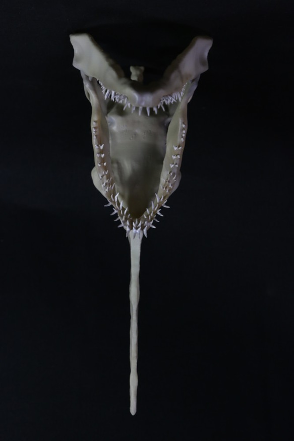 【受注生産】 ミツクリザメ　頭骨模型　【深海魚】 7枚目の画像