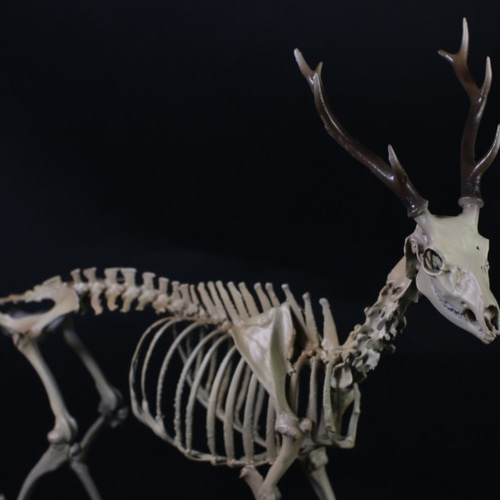 ニホンジカ 縮小全身骨格模型【 約19㎝ 】【3Dスキャン ニホンジカ 縮小全身骨格模型【 約19㎝ 】【3Dスキャン