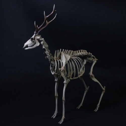 ニホンジカ 縮小全身骨格模型【 約19㎝ 】【3Dスキャン】 その他置物