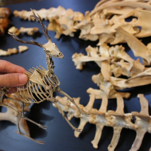 ニホンジカ 縮小全身骨格模型【 約19㎝ 】【3Dスキャン】 その他置物