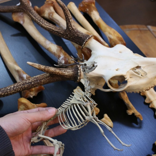ニホンジカ 縮小全身骨格模型【 約19㎝ 】【3Dスキャン