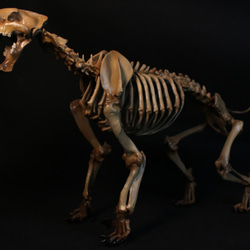 【受注生産】サーベルタイガー（スミロドン） 縮小全身骨格模型　約30cm 1枚目の画像