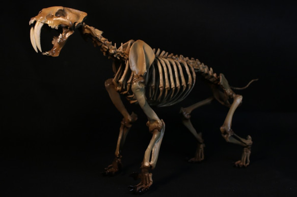 【受注生産】サーベルタイガー（スミロドン） 縮小全身骨格模型　約30cm 1枚目の画像
