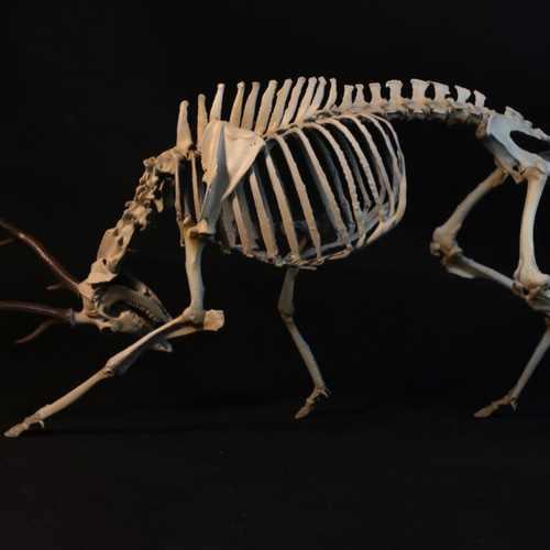 ニホンジカ頭骨 置物 ニホンジカ 大きめサイズ！29cm縮小全身骨格レプリカ | アンフィ