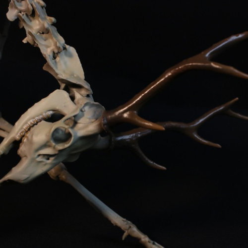 受注生産】ニホンジカ 縮小全身骨格模型【 29㎝ 】【3Dスキャン