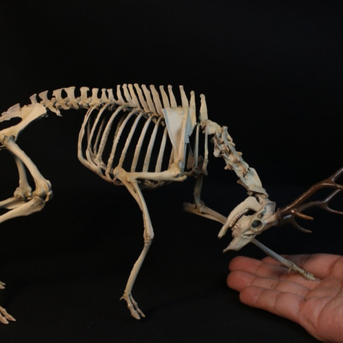 受注生産】ニホンジカ 縮小全身骨格模型【 29㎝ 】【3Dスキャン