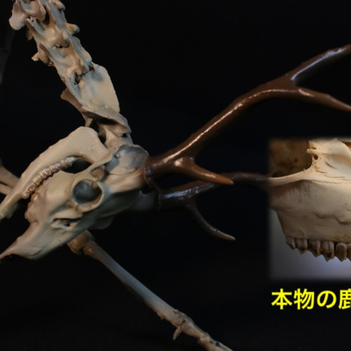 受注生産】ニホンジカ 縮小全身骨格模型【 29㎝ 】【3Dスキャン 受注生産】ニホンジカ 縮小全身骨格模型【 29㎝ 】【3Dスキャン