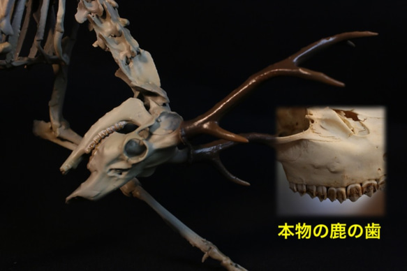 【受注生産】ニホンジカ 縮小全身骨格模型【 29㎝ 】【３Dスキャン】 9枚目の画像