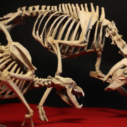 可動式】クマタカ 縮小全身骨格レプリカ Mountainhawk eagle （納期：3