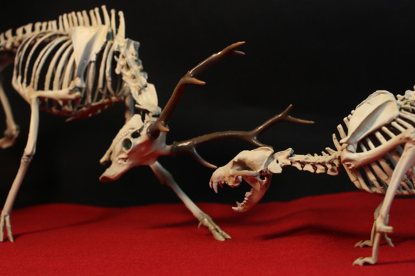 【受注生産】闘うニホンジカとニホンオオカミ　縮小全身骨格模型【ジオラマ風】 