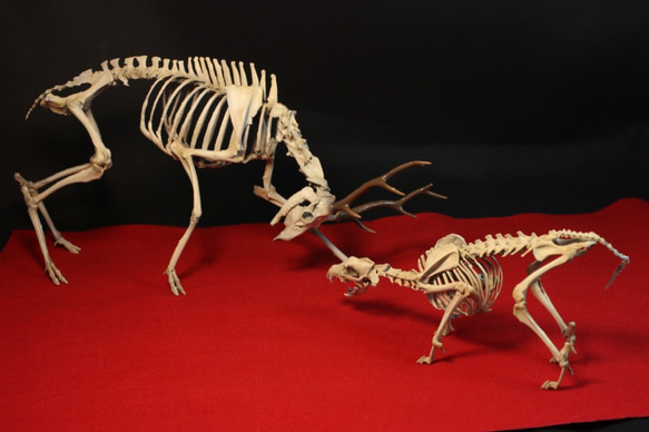 【受注生産】闘うニホンジカとニホンオオカミ　縮小全身骨格模型【ジオラマ風】 3枚目の画像