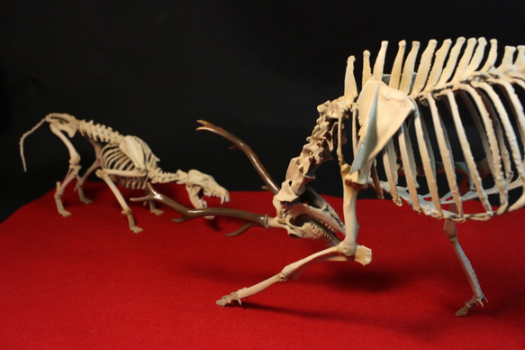 【受注生産】闘うニホンジカとニホンオオカミ　縮小全身骨格模型【ジオラマ風】 