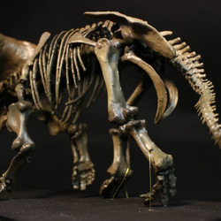 【受注生産】トリケラトプス 縮小全身骨格模型【 恐竜 】 5枚目の画像