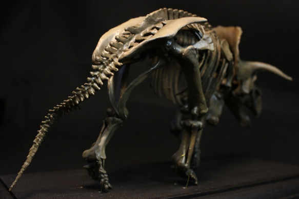 【受注生産】トリケラトプス 縮小全身骨格模型【 恐竜 】 6枚目の画像