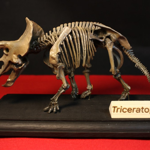 受注生産トリケラトプス 縮小全身骨格模型 恐竜  その他置物