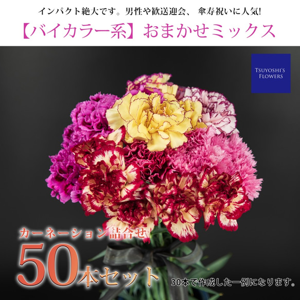 バイカラー系】おまかせミックス♡カーネーション詰合せ(50本