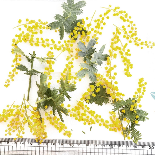 うちのミモザ譲ります。《花先5〜7㌢》ハガキサイズ ※3/6現在 うちのミモザ譲ります。《花先5〜7㌢》ハガキサイズ ※3/6現在
