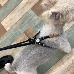 小型犬〜中型犬用　MEARISオリジナル本革ハーネス　　フルオーダー可能(無料) 6枚目の画像