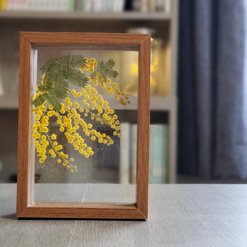 花のある暮らし。お庭に咲いたお花達。ミモザの標本額。 その他 