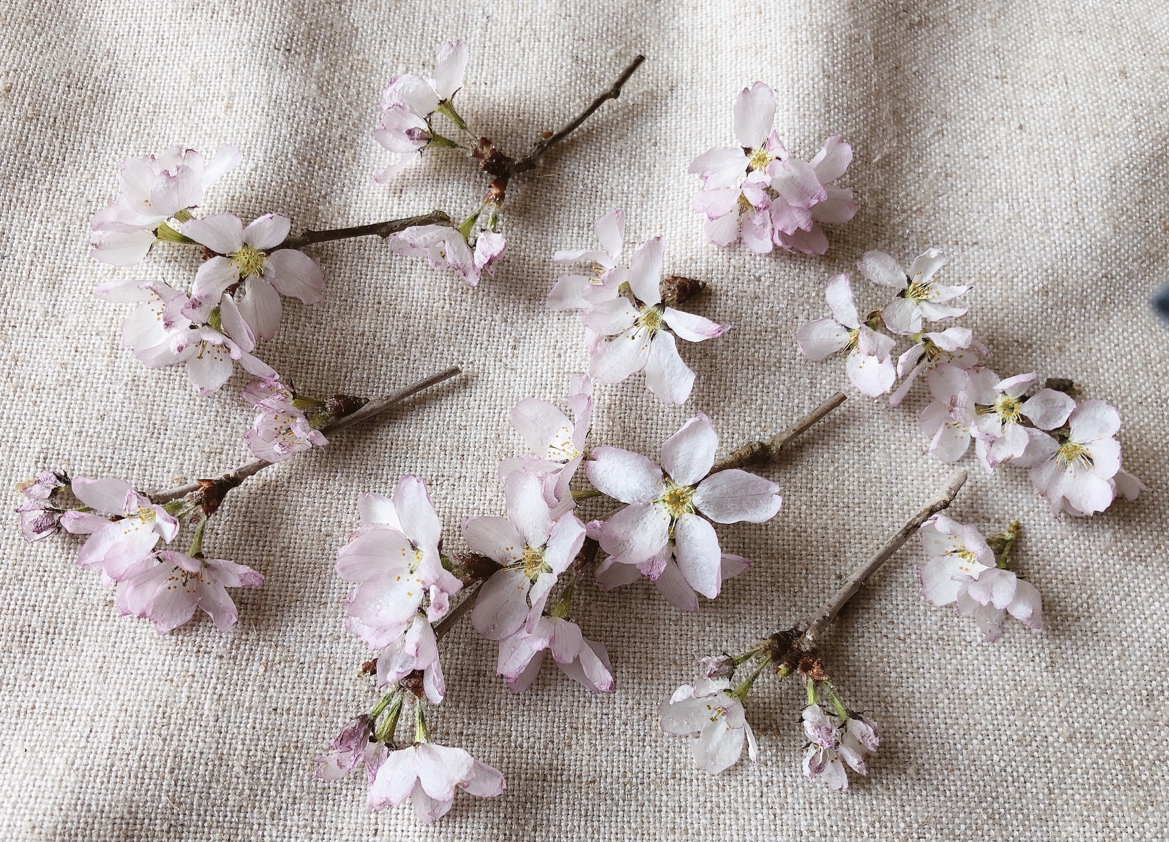 在庫処分価格』20個 樹脂製 ラメ 桜 花びら パーツ 樹脂・レジン