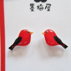 【樹脂穿孔】鳥穿孔（Akafukincho） 第2張的照片