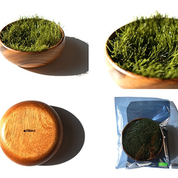 小さな公園、緑(グリーン)の芝(植物)の小物入れトレイ”midori-WF” 5枚目の画像