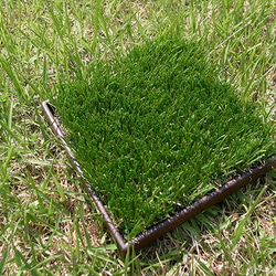 緑(グリーン)の芝(植物)の小物入れトレイ”midori-WC” 5枚目の画像