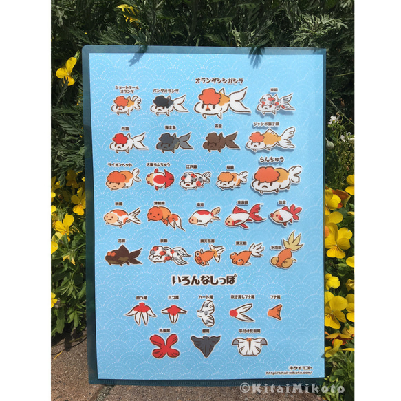 金魚のなかまクリアファイル 2枚目の画像