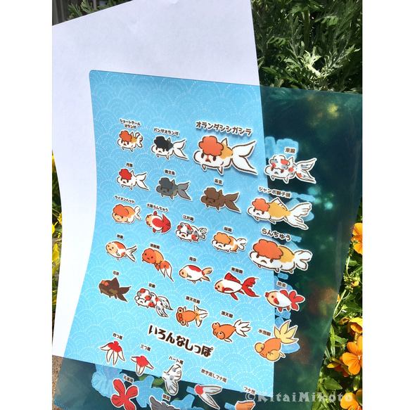 金魚のなかまクリアファイル 3枚目の画像