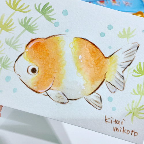 1匹】ペット金魚ちゃんイラストオーダー イラスト キタイミコト 通販