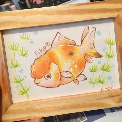 金魚の絵 金魚イラスト、琉金(リュウキン)無料画あり｜二次使用OK あと