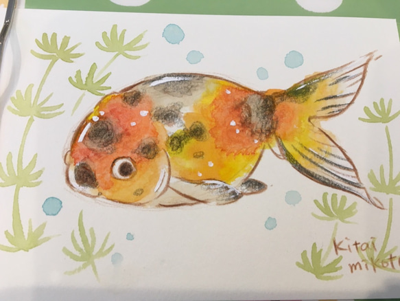 【1匹】ペット金魚ちゃんイラストオーダー 5枚目の画像