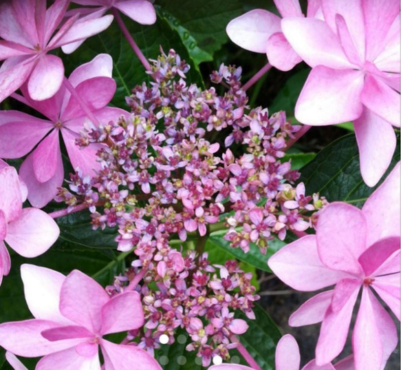 装飾花の中に咲く両性花の見事な紫陽花 ダンスパーティー 10～15cm苗 1枚目の画像