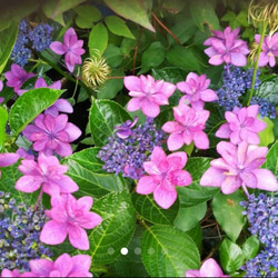 装飾花の中に咲く両性花の見事な紫陽花 ダンスパーティー 10～15cm苗 2枚目の画像