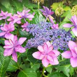 装飾花の中に咲く両性花の見事な紫陽花 ダンスパーティー 10～15cm苗 3枚目の画像