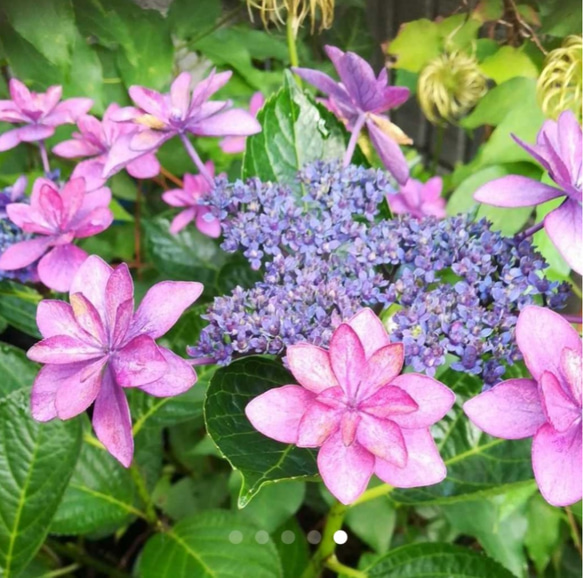 装飾花の中に咲く両性花の見事な紫陽花 ダンスパーティー 10～15cm苗 3枚目の画像