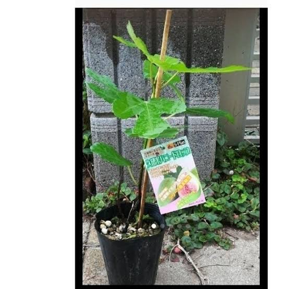 久留米ハニードロップ】糖度ご高くとても美味しい人気品種のいちじく ...