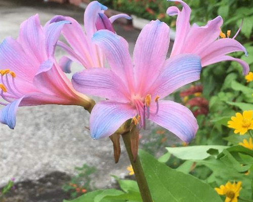 リコリス スプレンゲリー 1球(球根) ピンク 原種 その他素材 鈴▷即