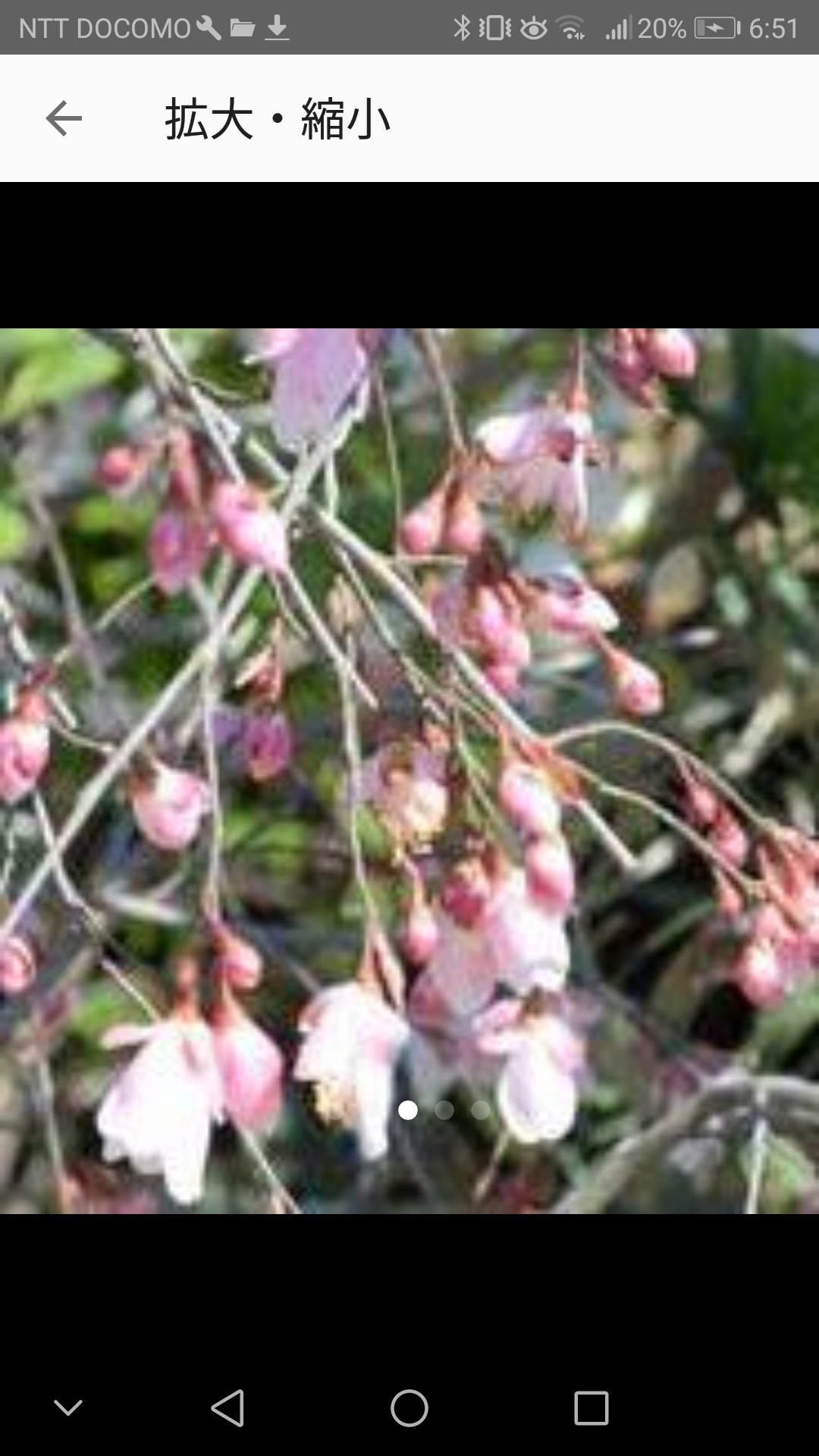 姫サザンカ大株【カメリアエリナ】赤い蕾の時から可愛く咲き進み白に変化する姿も美しい