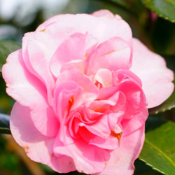 蕾付祖父江（そぶえ）早咲きのキリッとした小花 刈込にも耐える山茶花 1枚目の画像