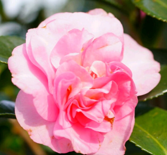 蕾付祖父江（そぶえ）早咲きのキリッとした小花 刈込にも耐える山茶花 1枚目の画像