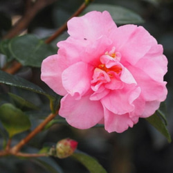 蕾付祖父江（そぶえ）早咲きのキリッとした小花 刈込にも耐える山茶花 3枚目の画像