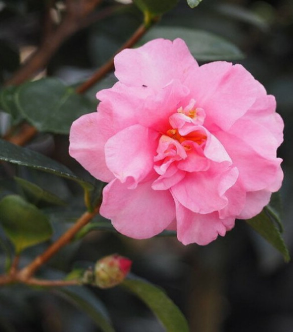 蕾付祖父江（そぶえ）早咲きのキリッとした小花 刈込にも耐える山茶花 3枚目の画像