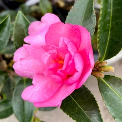 サザンカ【発心桜】名前の如く心揺さぶられる美しさ ！初冬に開花 1枚目の画像