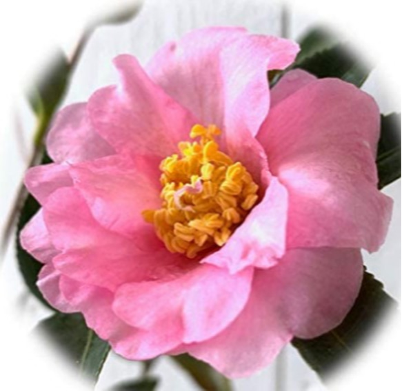 サザンカ【発心桜】名前の如く心揺さぶられる美しさ ！初冬に開花 2枚目の画像